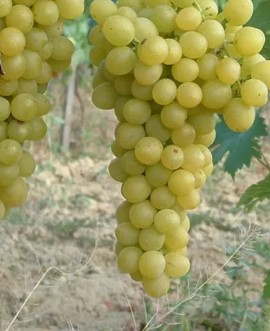 Palatina (Augusztusi muskotály) rezisztens szőlő oltvány