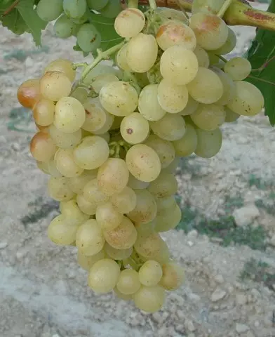 Pannónia kincse csemegeszőlő oltvány