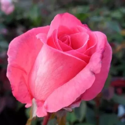 Pariser Charme magastörzsű rózsa