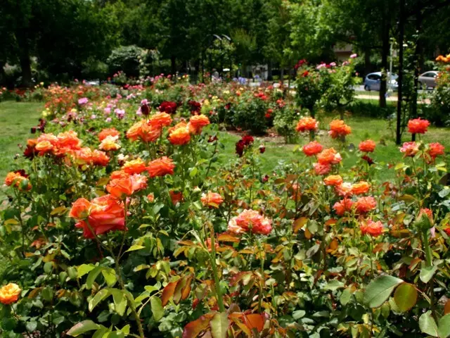 Parkrózsa Parkrózsa