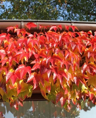 Parthenocissus tricuspidata 'Veitchii' - Japán vadszőlő (Tapadókorongos vadszőlő)