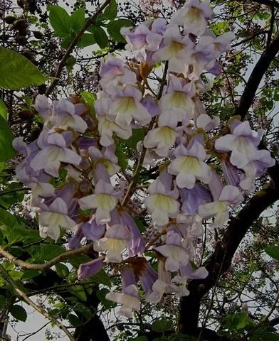 Paulownia tomentosa - Nagylevelű császárfa