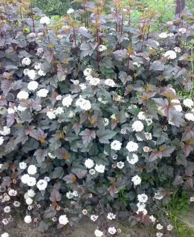 Physocarpus opulifolius ’Atropurpurea’ - Vöröslevelű hólyagvessző