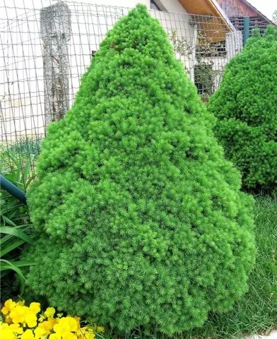 Picea glauca ’Conica’ - Cukorsüveg fenyő