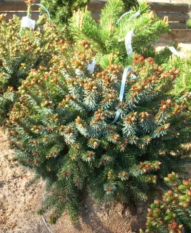 Picea omorika ’Nana’ - Törpe szerb luc