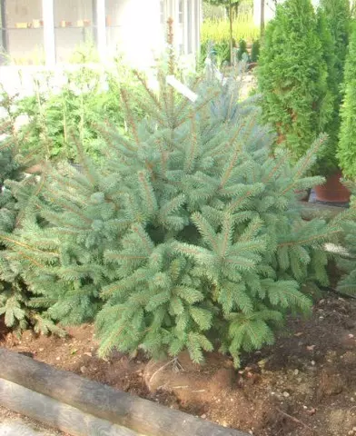 Picea pungens f. galuca - Ezüstfenyő