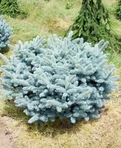 Picea pungens ’Glauca Globosa’ - Gömb ezüst törpefenyő