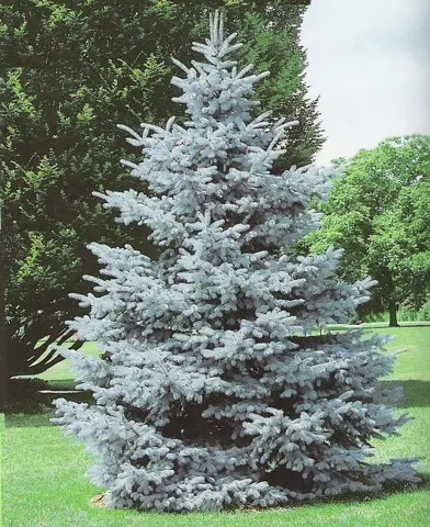 Picea pungens ’Hoopsi’ - Ezüstfenyő ’Hoopsii