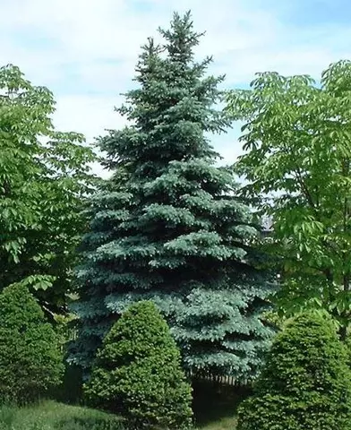Picea pungens ’Koster’ - Ezüstfenyő ’Koster’