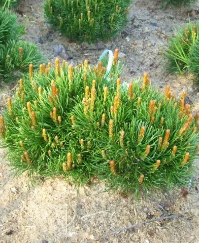 Pinus mugo v. pumilio - Havasi törpefenyő