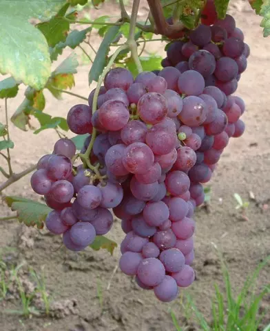 Piros saszla (Chasselas rouge) csemegeszőlő oltvány