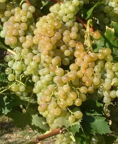 Pölöskei muskotály rezisztens szőlő oltvány
