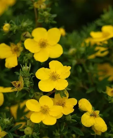 Potentilla ’Goldfinger’ - Cserjés pimpó