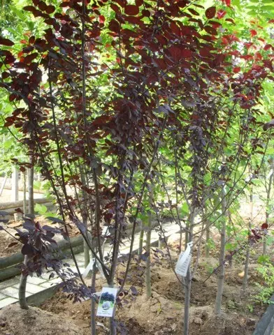 Prunus cerasifera ’Nigra’ - Vérszilva