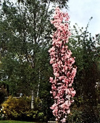 Prunus serrulata ’Amanogawa’ - Oszlopos díszcseresznye
