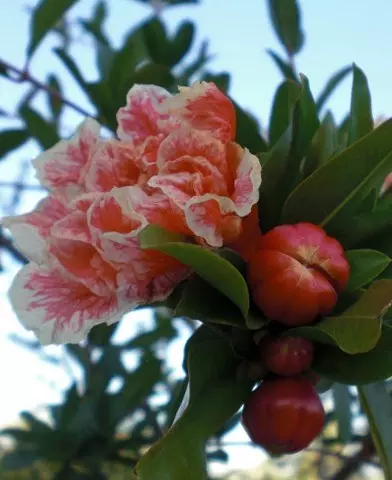 Punica Granatum ’Legrelliae’ - Cirmos virágú gránátalmafa