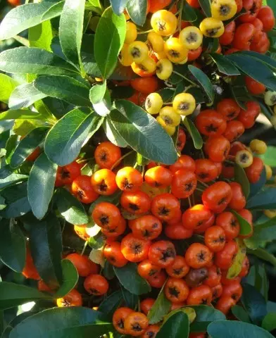 Pyracantha ’Orange Glow’ - Narancsvörös termésű tűztövis