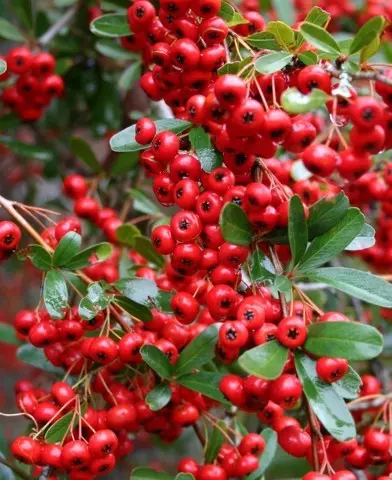 Pyracantha ’Red Column’ - Vörös termésű tűztövis