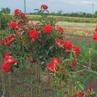 Red Carpet magastörzsű rózsa