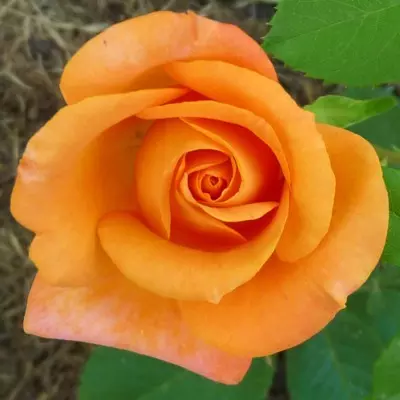 Remy Martin magastörzsű rózsa
