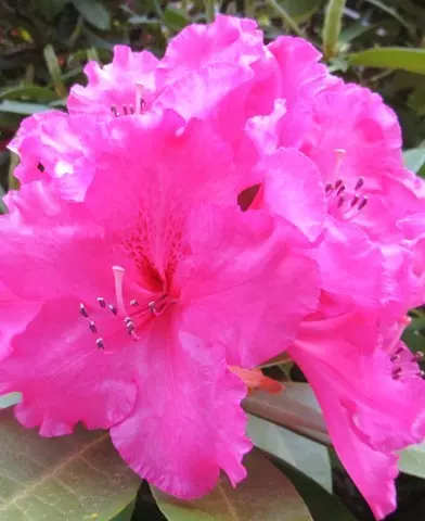 Rhododendron - Havasszépe