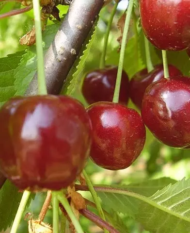 Rita cseresznyefa