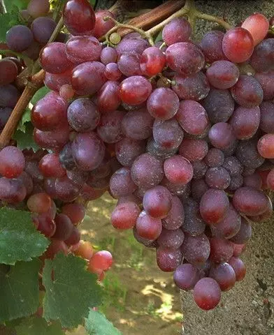 Rizomat csemegeszőlő oltvány