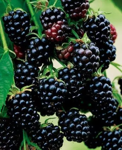 Rubus fruticosus ’Black Satin’ szeder bokor