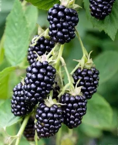 Rubus fruticosus ’Loch Ness’ szeder bokor