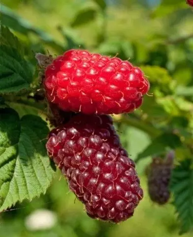 Rubus tayberry ’Buckingham’ szedermálna