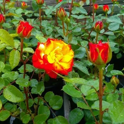 Rumba magastörzsű rózsa