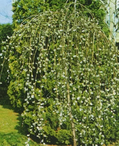Salix caprea ’Pendula’ - Szomorú barkafűz