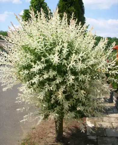 Salix integra ’Hakuro - Nishiki’ - Tarkalevelű fűz