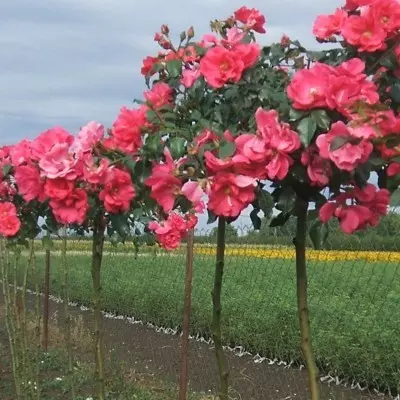 San Remo magastörzsű rózsa