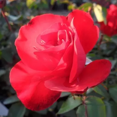 Satchmo magastörzsű rózsa