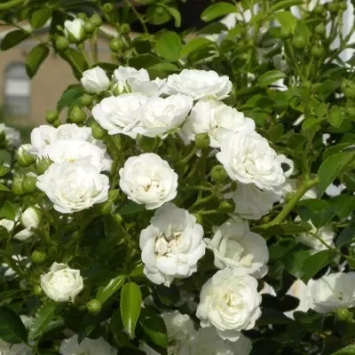 Snow White magastörzsű rózsa