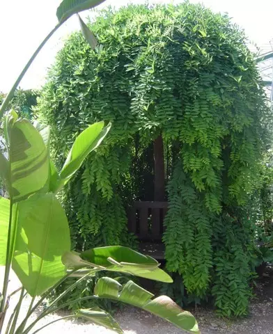 Sophora japonica ’Pendula’ - Szomorú japánakác