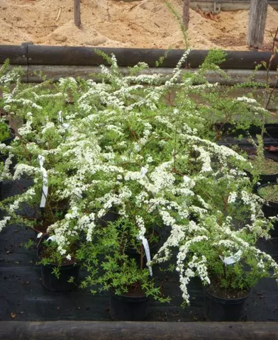 Spirea x cinerea ’Grefsheim’ - Hamvas gyöngyvessző