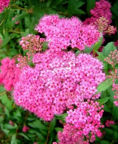 Spirea bumalda ’Anthony Waterer’ - Törpe gyöngyvessző (Pompás gyöngyvessző)