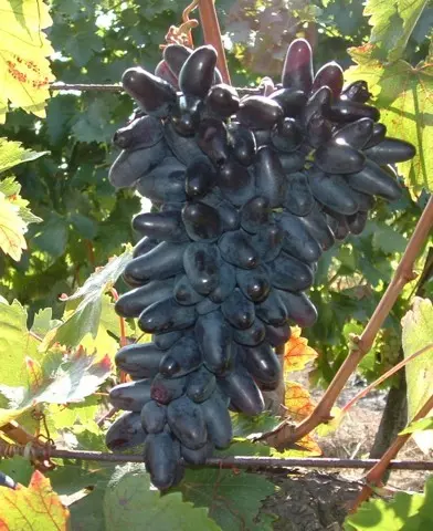 Suvenir csemegeszőlő oltvány