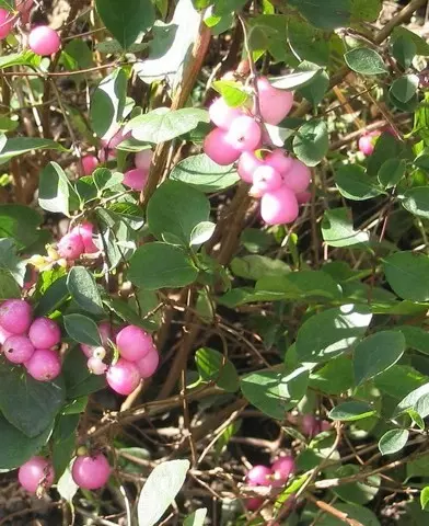 Symphoricarpos x doorenbosii ’Magic Berry’ - Hóbogyó