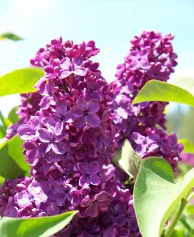 Syringa vulgaris ’Andenken an ’Ludwig Spath’ - Kerti orgona