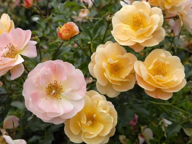 Talajtakaró rózsa