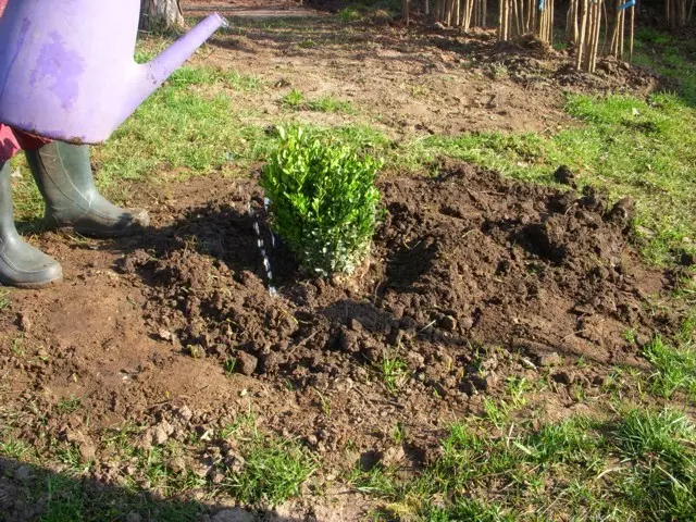 tavaszi ültetésnél öntözőtányér