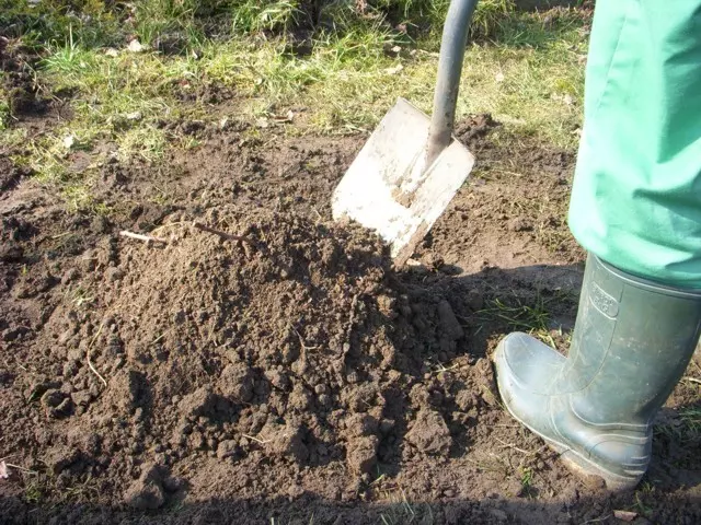 tavaszi ültetésnél visszavágás és földkupac