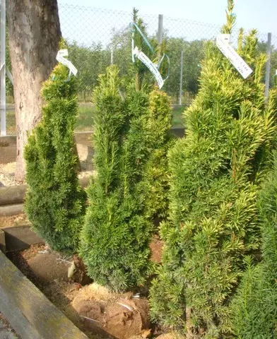 Taxus baccata ’Fastigiata Aurea’ - Oszlopos arany tiszafa