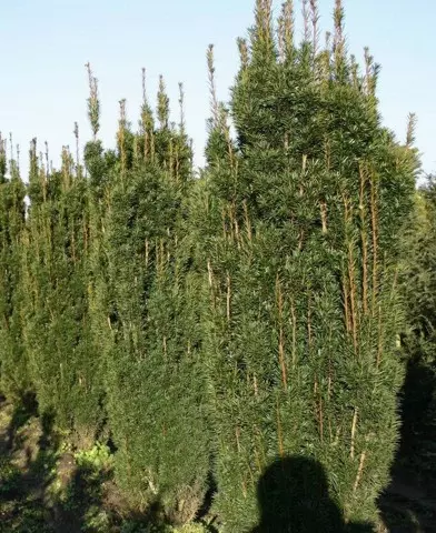 Taxus baccata ’Fastigiata’ - Oszlopos tiszafa