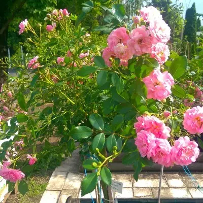 The Fairy magastörzsű rózsa