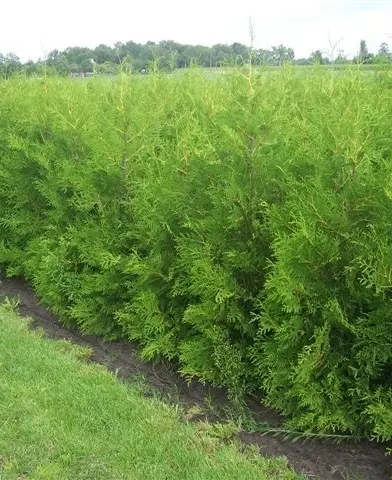 Thuja occidentalis ’Brabant’ - Zöld nyugati tuja