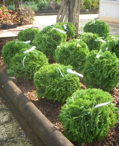 Thuja occidentalis ’Danica’ - Törpe gömb nyugati tuja